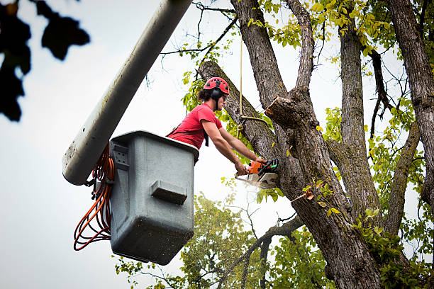 Best Root Management and Removal  in Estero, FL